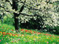 primavera en bariloche